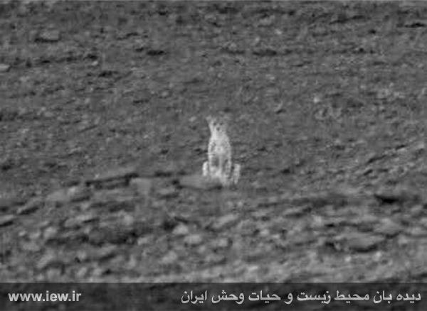 اکیپی بهمراه یک دامپزشک و اسلحه بیهوشی جهت زنده گیری توله یوزپلنگ وارد توران شدند …دیده بان محیط زیست