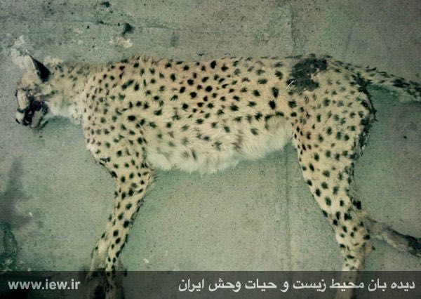 یک یوزپلنگ ماده در محور سمنان - مشهد در حاشیه پارک ملی توران بر اثر برخورد با خودروهاى عبورى از بین رفت