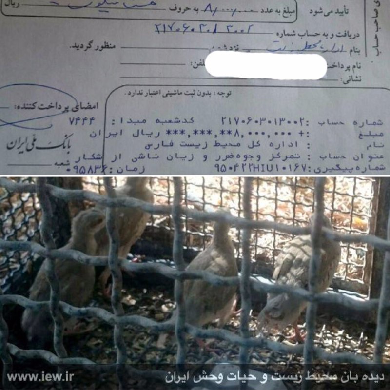 عامل زنده گیرى ٤ جوجه کبک در نیریز فارس دستگیر و پس از واریز هشت میلیون ریال جریمه به دادگاه معرفى گردید