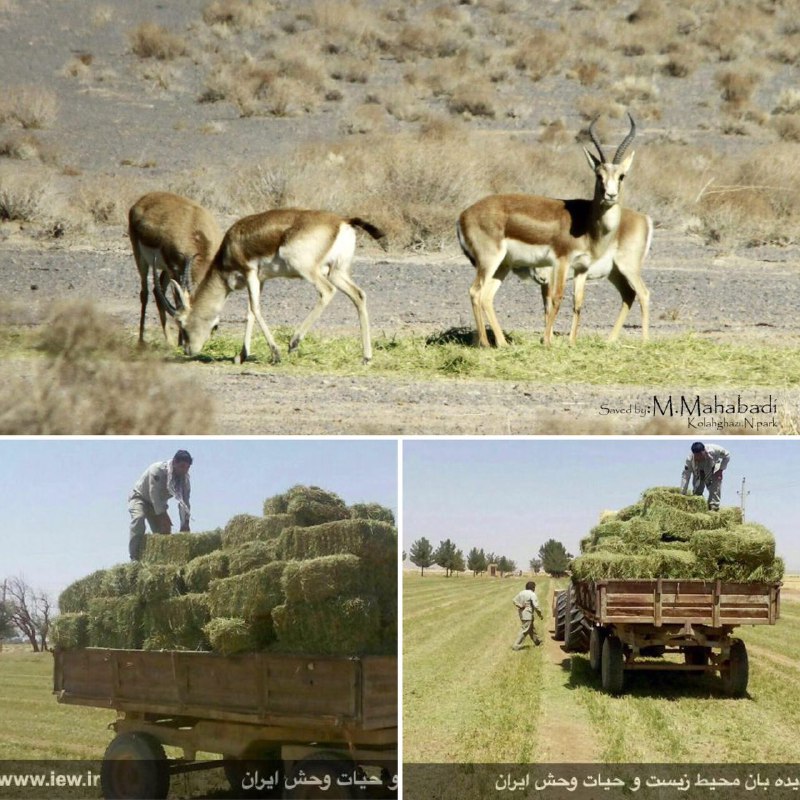 یک کشاورز و یک بانوى خیر اصفهانى پنج تن یونجه براى تغذیه آهوان پارک ملى کلاه قاضى تهیه نمودند