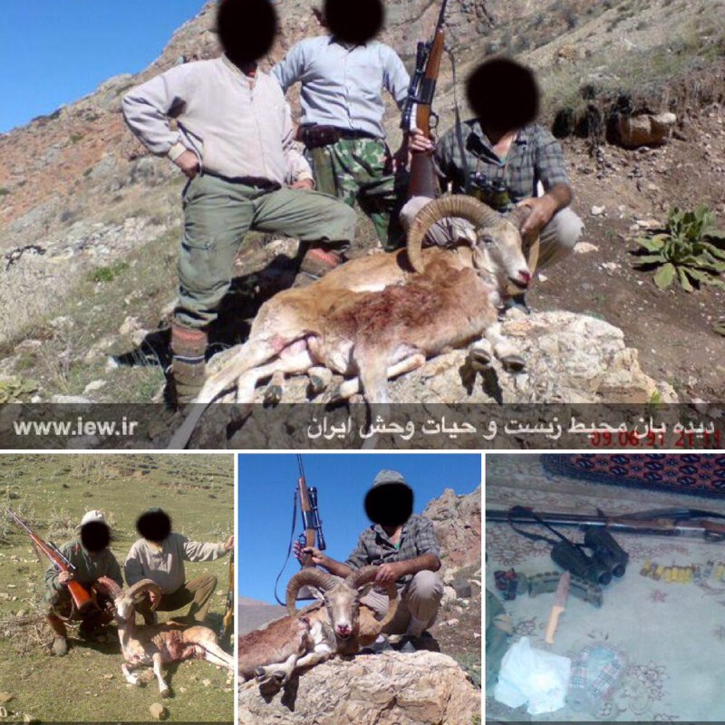 درجریان بررسى گوشى تلفن همراه ٣شکارچى متخلف توسط محیطبانان فیروزکوه تصاویر متعددى از شکار غیرمجاز جانوران وحشى بدست آمده و متهمین 