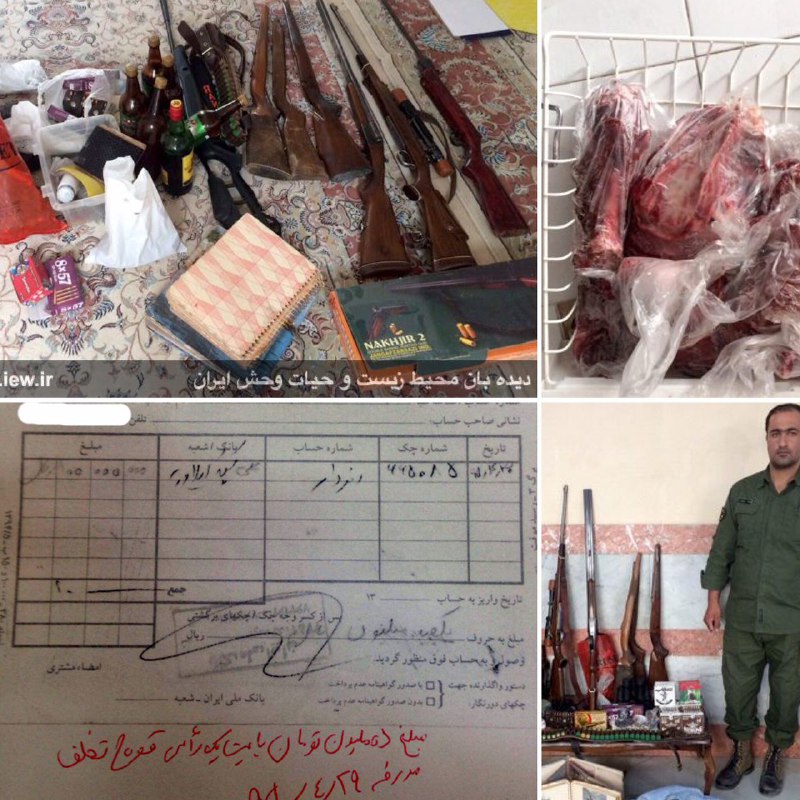 در بازرسی از منزل شکارچى متخلف در دماوند گوشت شکار، یک اسلحه برنو، یک اسلحه دو لول، تعداد زیادی فشنگ شکاری و جنگى و تصاویر متعدد ا