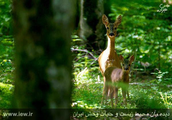 از یک ماده شوکا و گوساله‌اش در دیلمان و درفک تصویربرداری شد.. دیده بان محیط زیست. www