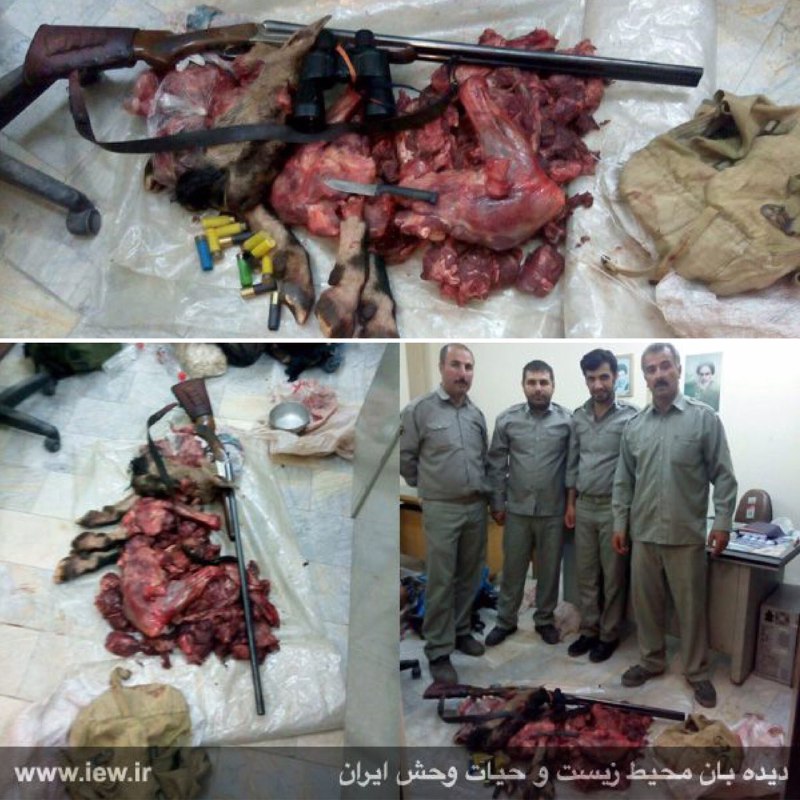 عاملین شکار کل وحشی در منطقه حفاظت شده چهارباغ چالوس به همراه یک اسلحه قاچاق دستگیر شدند.. www
