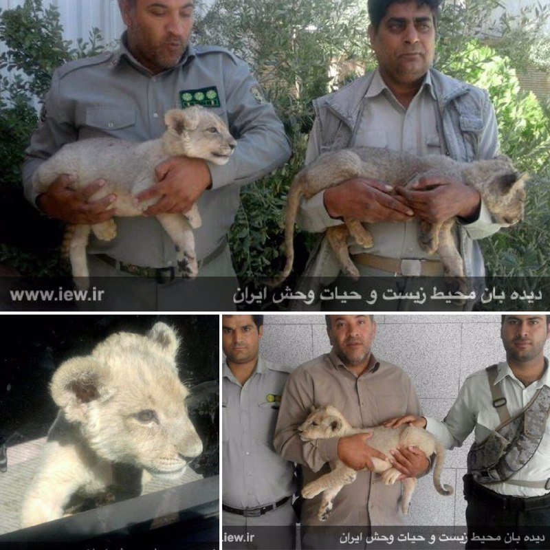 به فاصله کمتر از پنج روز باتلاش یگان محیط زیست سیستان و بلوچستان روز گذشته دومین توله شیر از قاچاقچیان حیات وحش کشف شد