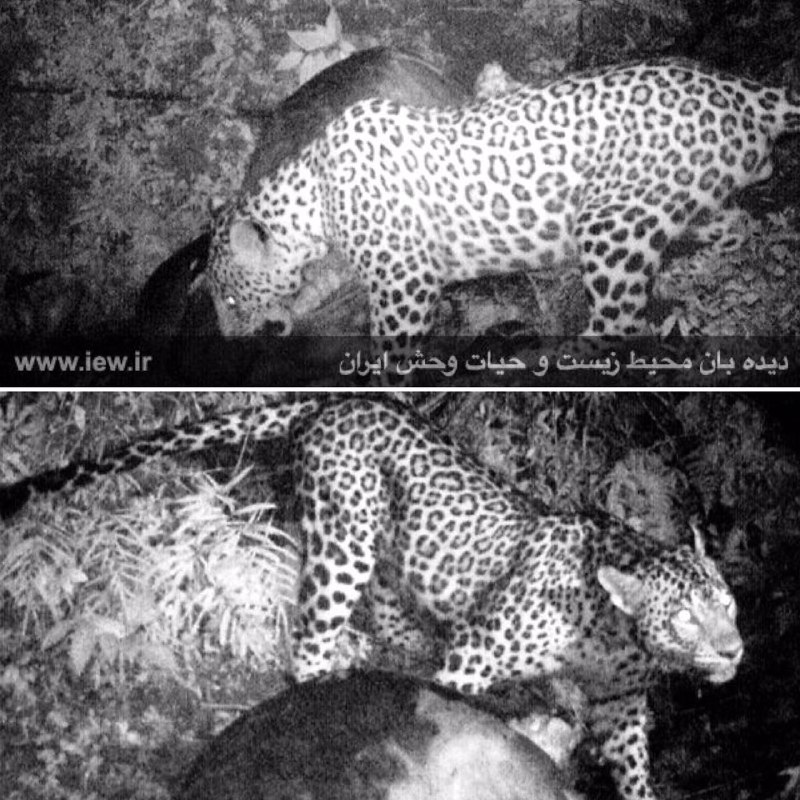 از پلنگ ایرانی پس از شکار یک گاو اهلی در مناطق جنگلی سیاهکل تصویربرداری شد.. دیده بان محیط زیست