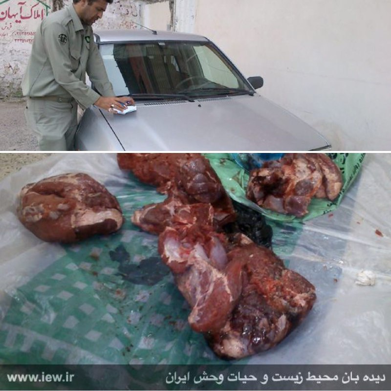 شکارچی متخلف حین توزیع و فروش گوشت شکار در شهر سارى به همراه هفت کیلوگرم گوشت گوزن (مرال) توسط یگان محیط زیست مازندران دستگیر شد