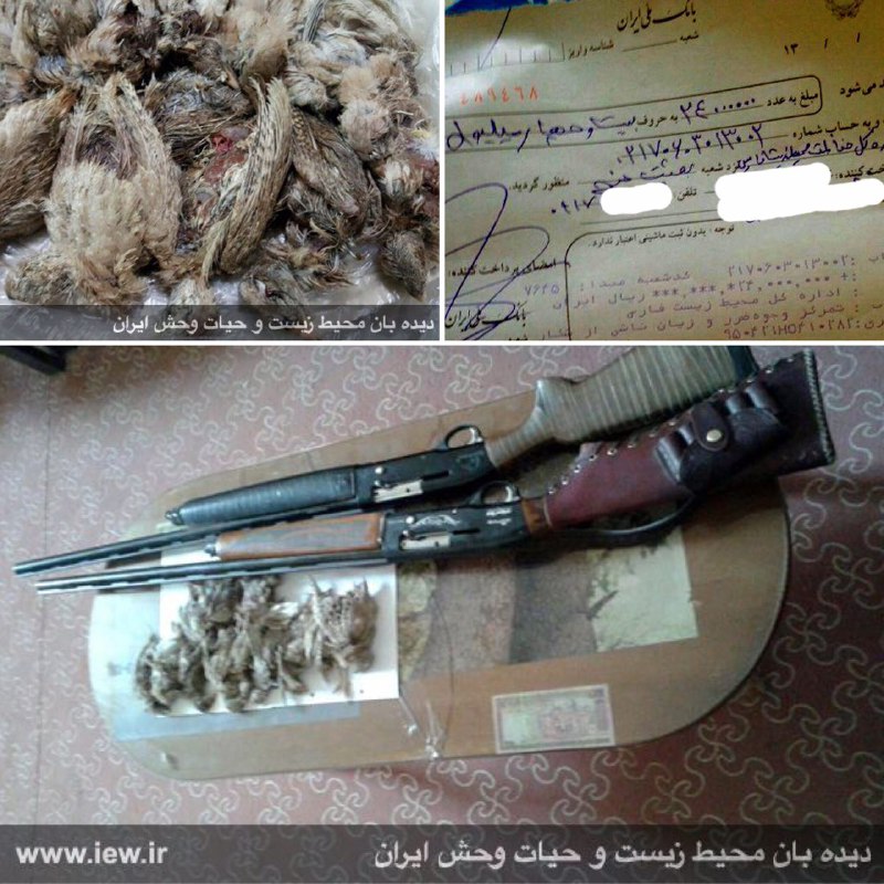 عاملین شکار بیرحمانه ۱۲جوجه تیهو بر سر چشمه اى در شهرستان خنج دستگیر شدند.. دیده بان محیط زیست
