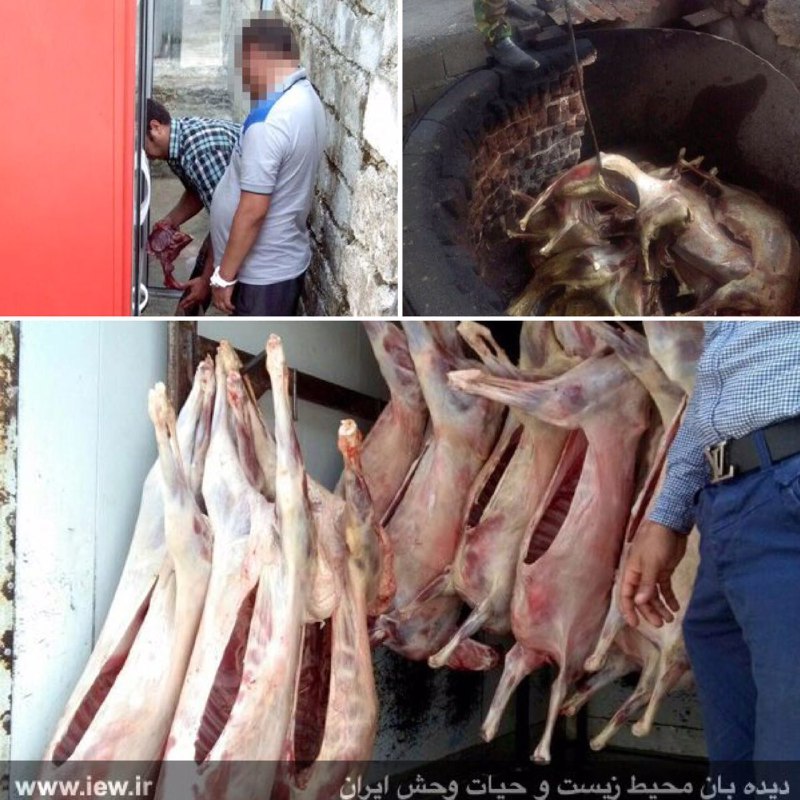 عاملین توزیع و فروش گوشت‌های آلوده باتلاش یگان محیط زیست آمل دستگیر شدند.. دیده بان محیط زیست