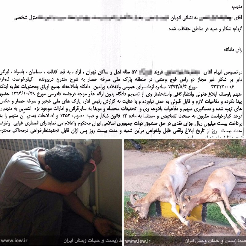 عامل شکار دو قوچ وحشی در پارک ملى سرخه حصار به ٢٠ میلیون ریال جزای نقدی محکوم شد