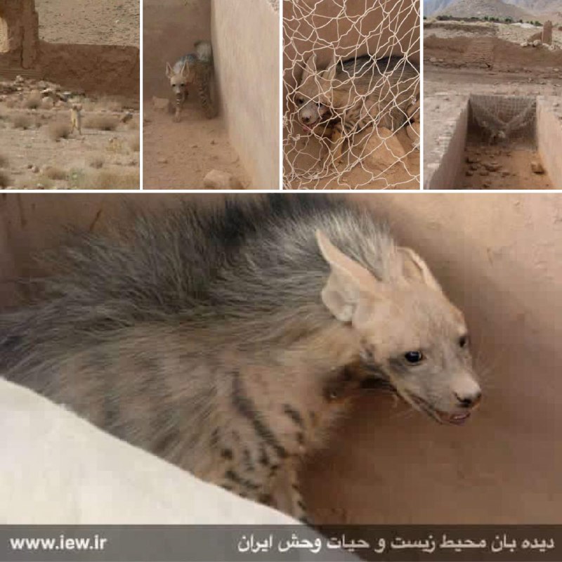 کفتار گرفتار درون یک استخر متروکه با تلاش محیطبانان تفت نجات یافته و زیستگاه طبیعى بازگشت.. www