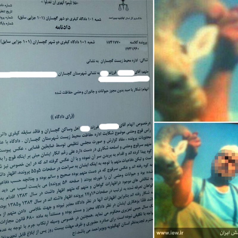 عکس یادگاری با لاشه قوچ وحشی، شکارچی متخلف را روانه یک سال زندان نمود.. دیده بان محیط زیست. www