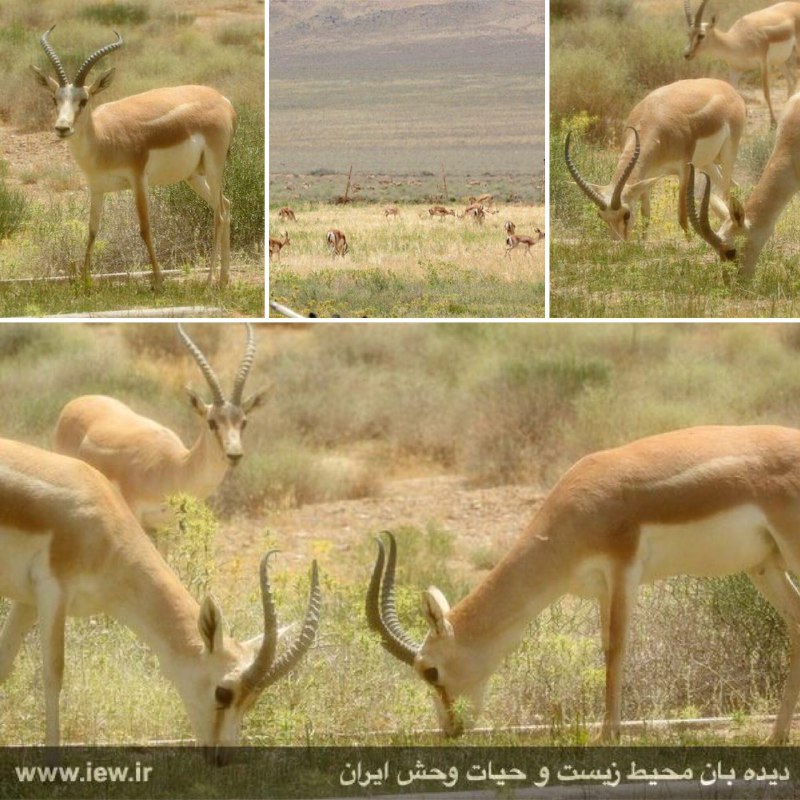 تصاویر این گزارش توسط محیطبان فرزاد نیکبخت از داخل ساختمان محیطبانى پناهگاه حیات وحش موته و از پشت پنجره پاسگاه ثبت شده است