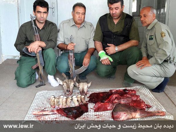 عاملین شکار غیرمجاز یک میش وحشى و یک بره میش در پارک ملی گلستان پس تعقیب و گریز با محیطبانان با استفاده از تاریکى هوا متواری شدند