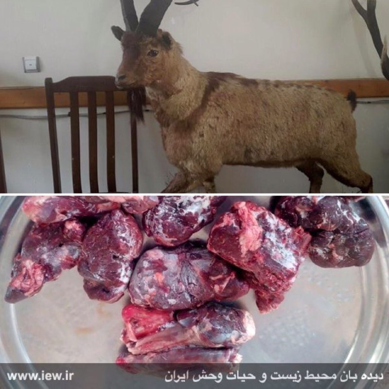 تاکسیدرمی و مقادیرى گوشت کل وحشی از منزل شکارچیان متخلف در مازندران کشف و ضبط شد.. www