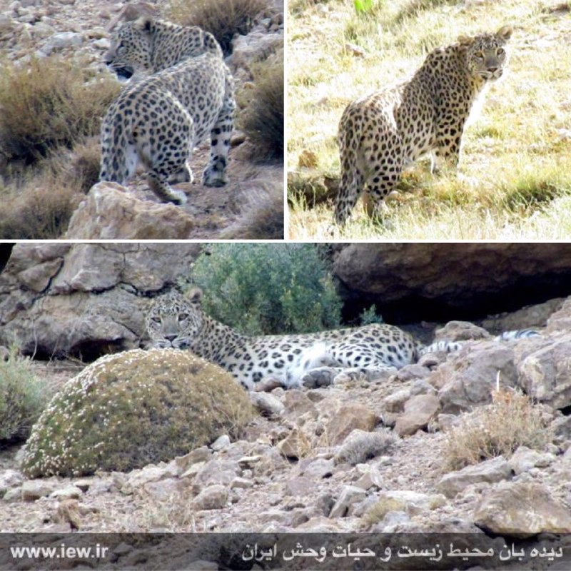 تصاویر زیبایى از یک پلنگ ایرانى توسط محیطبانان پارک ملى صیدوا در استان سمنان به ثبت رسید.. www