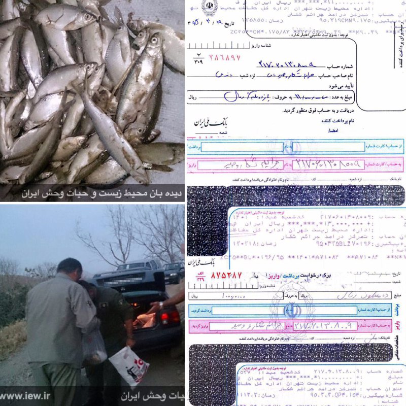 عاملین صید غیرمجاز ٣٤٠ ماهى رودخانه اى در پارک ملی خجیر پس از واریز ۳۴ میلیون ریال جریمه نقدى به دادگاه معرفی شدند