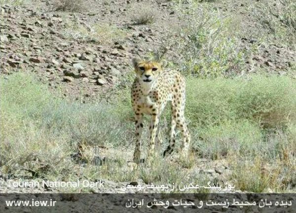از یک یوزپلنگ آسیایی در پارک ملی توران تصویربرداری شد.. دیده بان محیط زیست. www