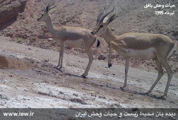 دوربین هاى تعبیه شده در مقابل چشمه هاى منطقه حفاظت شده بافق در تیرماه سال جارى تصاویر کم نظیرى را از تنوع زیستى شگفت انگیز این منط