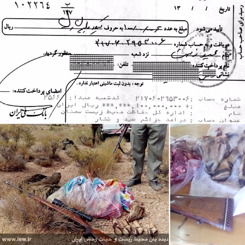 شکارچى غیرمجاز کل وحشی در دامغان بهمراه اسلحه گلوله زنى قاچاق دستگیر و پس از واریز ده میلیون تومان جریمه محیط زیست به جرم شکار غیر
