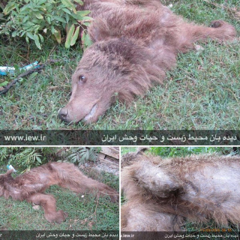 یک خرس قهوه اى مجروح با دست قطع شده در دودانگه مازندران از بین رفت.. دیده بان محیط زیست