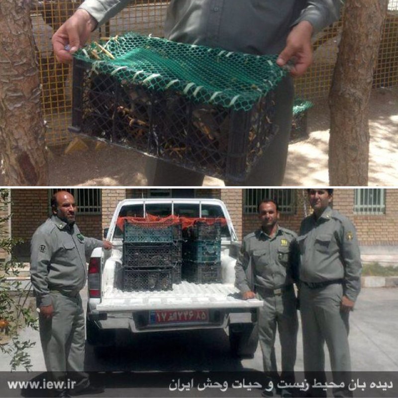 دو محموله قاچاق حاوی ۱۵۰ کبک و ۵۲۰ مینا باتلاش یگان محیط زیست سیستان و بلوچستان کشف و ضبط شد.. www