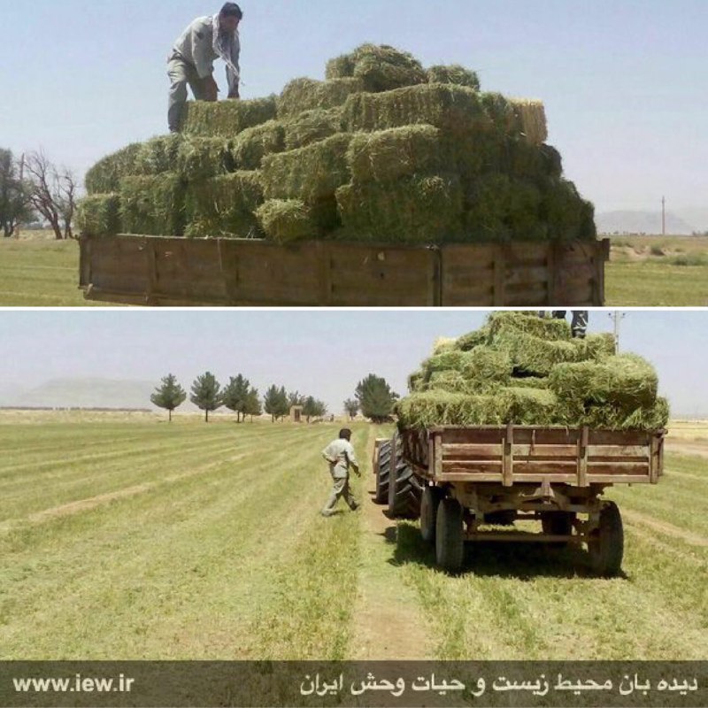 کشاورز طبیعت دوست اصفهانى یونجه ى کشت شده در ١/٥ هکتار از مساحت مزرعه خود را که حدود ٤ هزار کیلوگرم علوفه از آن برداشت شد در اختیا