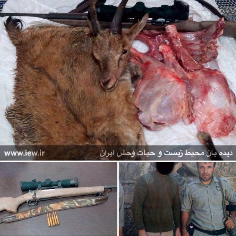 عاملین شکار غیرمجاز یک بز وحشى باتلاش محیطبانان نوشهر در ارتفاعات منطقه حفاظت شده البرز مرکزى دستگیر شدند
