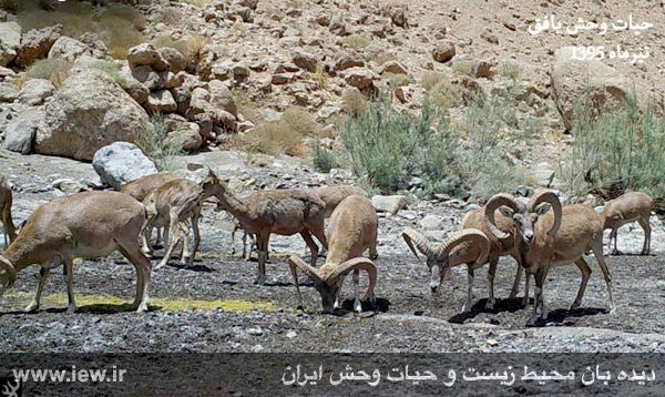 دوربین هاى تعبیه شده در مقابل چشمه هاى منطقه حفاظت شده بافق در تیرماه سال جارى تصاویر کم نظیرى را از تنوع زیستى شگفت انگیز این منط