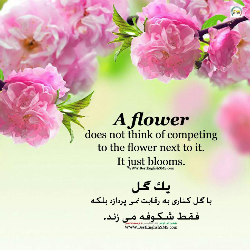 یک گل با گل کناری به رقابت نمی‌پردازد بلکه فقط شکوفه می‌زند …Join Us👇🌷