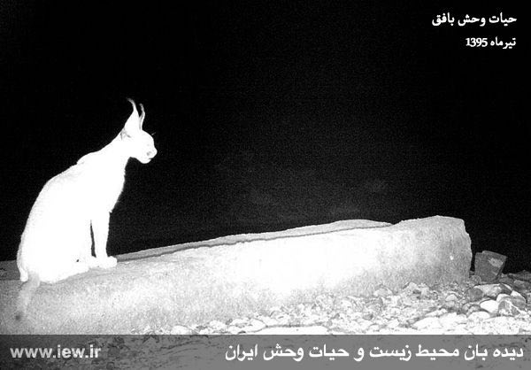 دوربین هاى تعبیه شده در مقابل چشمه هاى منطقه حفاظت شده بافق در تیرماه سال جارى تصاویر کم نظیرى را از تنوع زیستى شگفت انگیز این منط