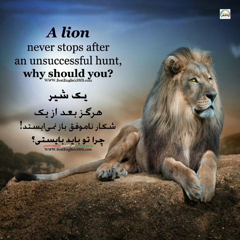 یک شیر هرگز بعد از یک شکار ناموفق باز نمی‌ایستد! چرا تو باید بایستی؟.. Join Us👇🌷