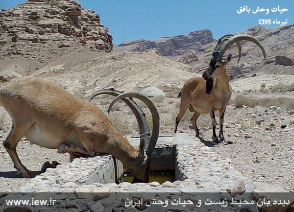دوربین هاى تعبیه شده در مقابل چشمه هاى منطقه حفاظت شده بافق در تیرماه سال جارى تصاویر کم نظیرى را از تنوع زیستى شگفت انگیز این منط