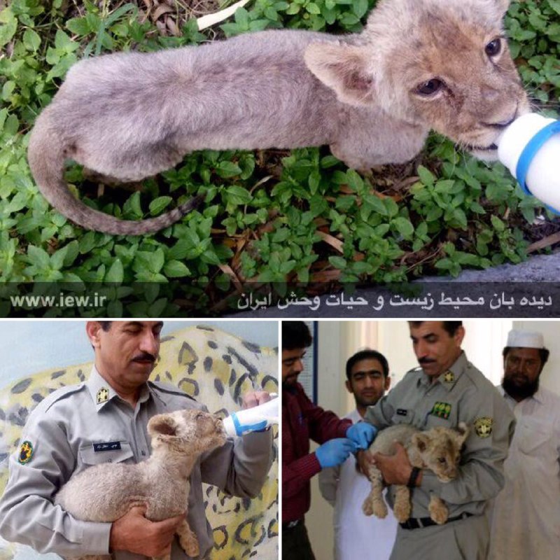 یک توله شیر از قاچاقچیان حیات وحش در سیستان و بلوچستان کشف شد.. دیده بان محیط زیست. www