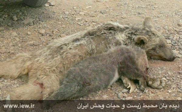 ماده خرس قهوه اى و توله‌اش که متاسفانه بامداد امروز براثر برخورد با خودرو در محور آباده به روستاى خواجه جمالى در استان فارس کشته ش