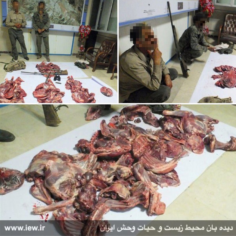 عاملین شکار غیرمجاز سه کل و بز وحشی با تلاش محیطبانان پارک ملی کنتال دستگیر شدند.. www