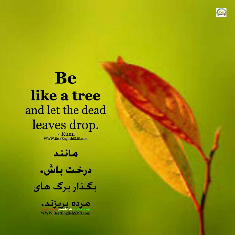مانند درخت باش. بگذار برگ‌های مرده بریزند.. ~ Rumi