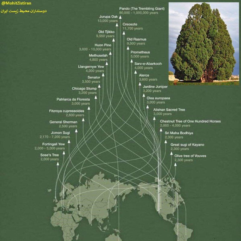 در جهان ۲۶ درخت وجود دارند که قبل از میلاد مسیح نیز وجود داشتند 🌲🌲🌲