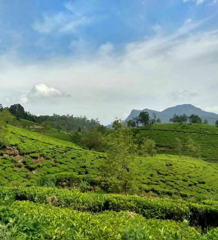 lanka , Nuwara eliya , Kandaplola. imosaferast