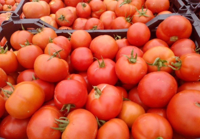 📌دلیل افزایش دو برابری قیمت گوجه فرنگی.. رئیس اتحادیه بارفروشان: