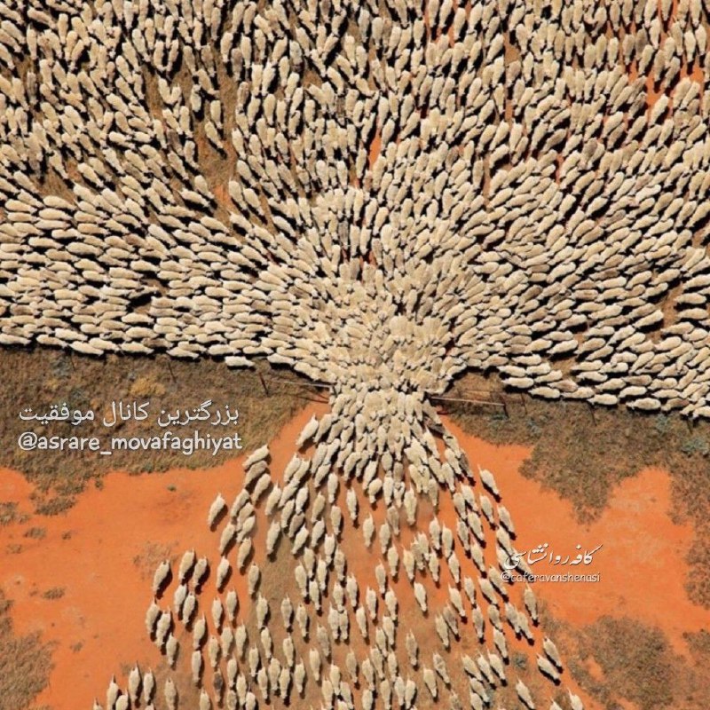 ‏این تصویر یه گله گوسفنده که میخوان از طویله خارج بشن اطراف طویله هیچ فنسی وجود نداره ولی گوسفندا طبق عادت میخوان که از در خارج بش