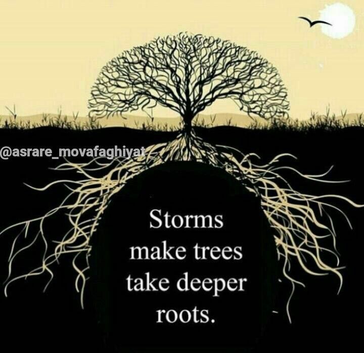 طوفان باعث میشه درخت ریشه هاش رو عمیق‌تر و قوى‌تر کنه. 💟