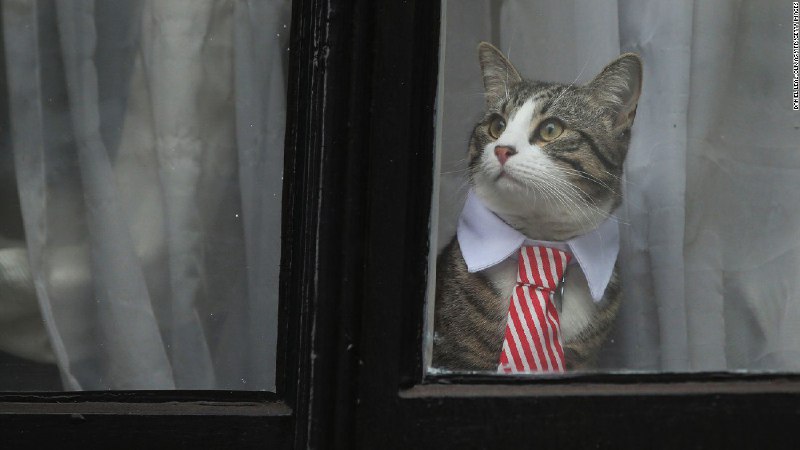 📸: جیمز، گربه در ساختمان سفارت در.. (آینده این گربه حالا یکی از دغدغه‌های فعالان شده است.).. CNN