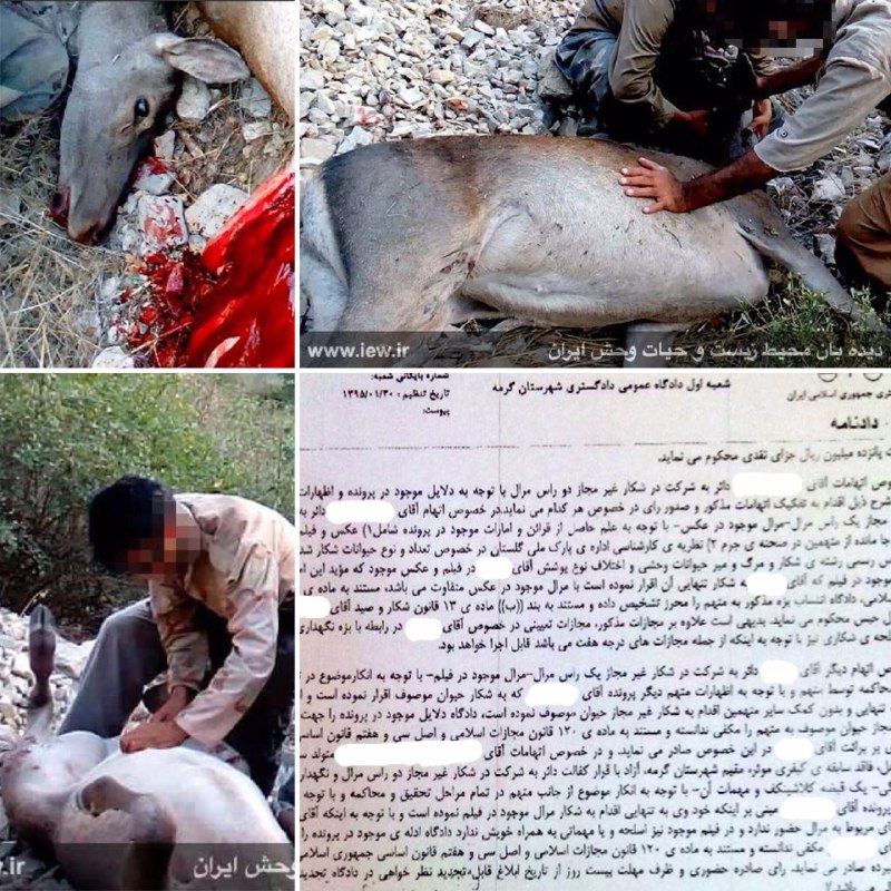 عاملین شکار دو مرال در پارک ملی گلستان به ۷/۵ سال حبس، جزای نقدی و مصادره اسلحه و مهمات محکوم شدند
