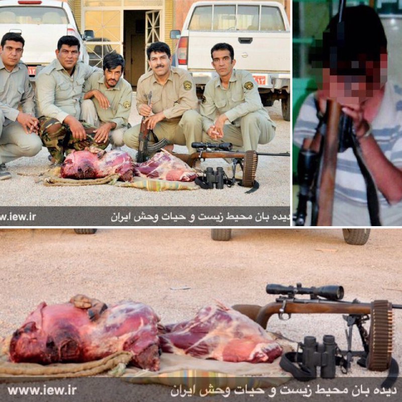 عاملین شکار غیرمجاز یک کل وحشى به همراه یک اسلحه گلوله زنى غیرمجاز در پناهگاه حیات وحش عباس آباد نایین دستگیر شدند