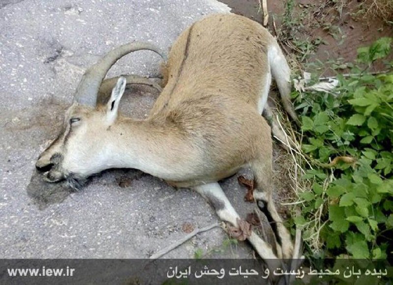 با کشف ۱۷ لاشه جدید، تلفات طاعون در طالقان به ۱۱۲ کل و بز افزایش یافت.. پایگاه خبری