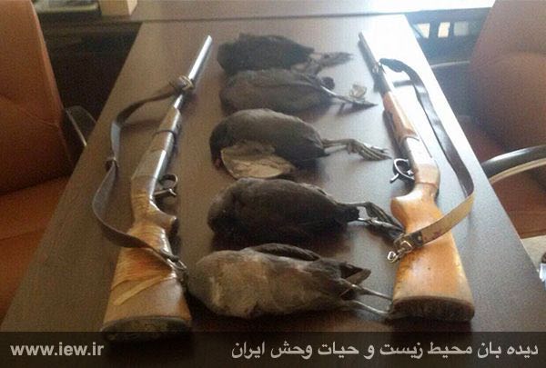 لاشه پنج چنگر به همراه دو اسلحه شکاری کشف شده از شکارچیان متخلف در سیستان و بلوچستان