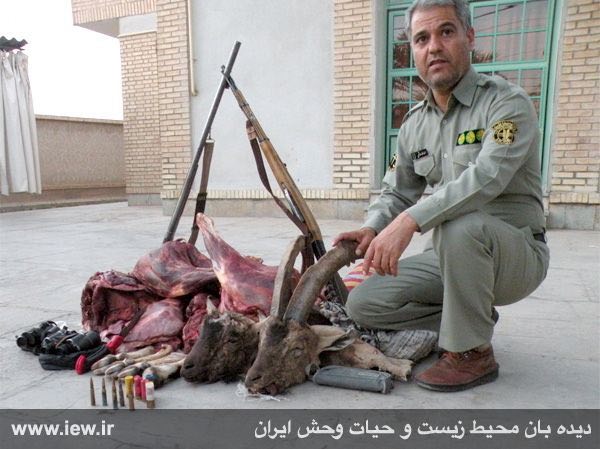 عاملین شکار غیرمجاز دو کل وحشی در شهرستان طبس بازداشت شدند.. دیده بان محیط زیست و حیات وحش ایران