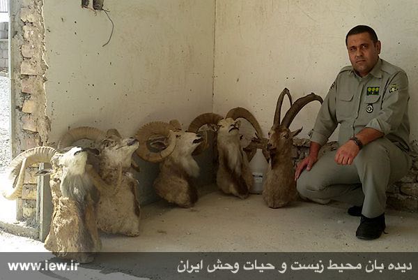 تاکسیدرمی ٤ قوچ و یک کل وحشی با تلاش یگان محیط زیست خراسان جنوبى کشف و ضبط شد.. www