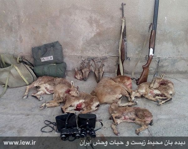 لاشه پنج بز و بزغاله وحشی، یک اسلحه کلاشینکف ده تیر و یک اسلحه شکاری غیرمجاز کشف شده از شکارچیان متخلف در شهداد کرمان